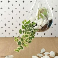 Remise ⭐ Creavea Boule Plastique Transparente Goutte Ouverte En Plastique Transparent - 17 Cm 🔔 -Support à décorer suspendu Soldes unnamed file 13